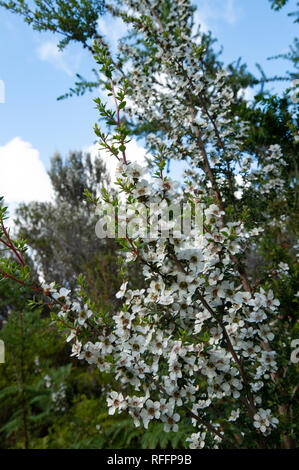 Wildflower, Tasmanie, Australie Banque D'Images