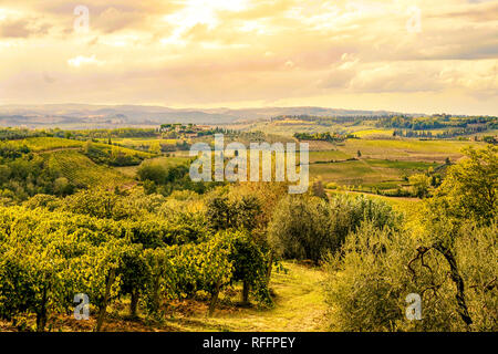 Toscane Italie - 09.14.2017 : vignoble à côté de San Gimignano en Italie des couleurs chaudes Banque D'Images