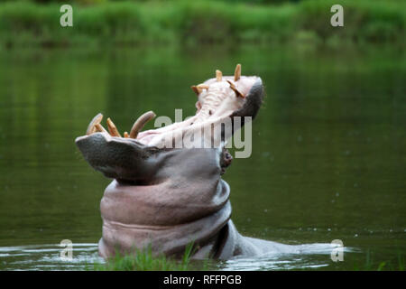 Hippopotame (Hippopotamus amphibius) Banque D'Images