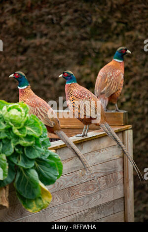 Le faisan commun, les mâles, (Phasianus colchicus) Banque D'Images