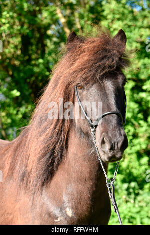 Icelandic Horse, cheval hongre, noir Banque D'Images