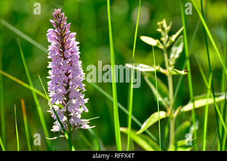 Repéré Heath Orchid, Dactylorhiza maculata, Ortelsbruch, Rhénanie-Palatinat, Allemagne, Hunsrueck Banque D'Images