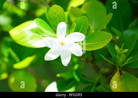 Fleur de tiaré parfumées blanc (Gardenia taitensis) poussant sur une plante à Bora Bora, Polynésie Française Banque D'Images