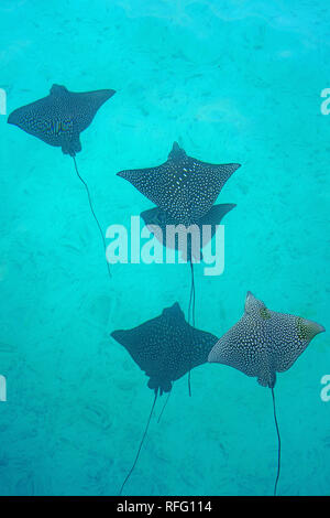 Vue sous-marine d'une école de la raie-aigle (Aetobatus narinari) poisson qui nage dans le lagon de Bora Bora, Polynésie Française Banque D'Images