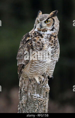 Grand-duc d'Amérique à la conservation des rapaces Banque D'Images