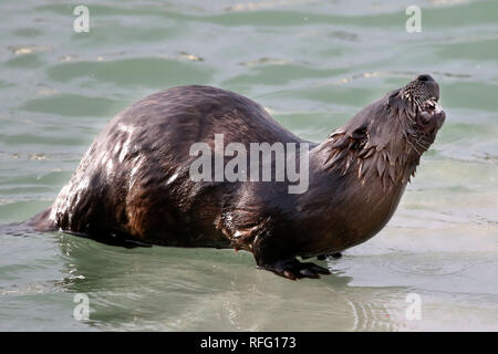 River Otter dans la pêche sauvage de l'atnd manger du poisson Banque D'Images