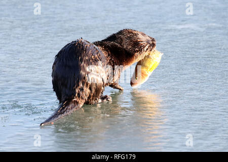 River Otter dans la pêche sauvage de l'atnd manger du poisson Banque D'Images