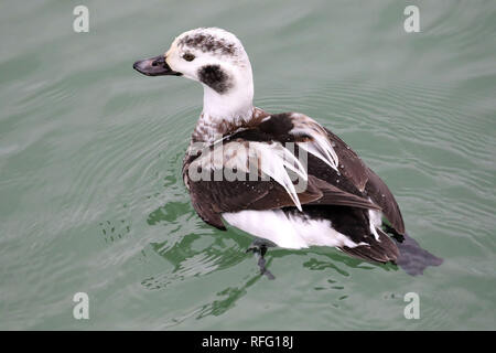 Canards longs mâles juvéniles sur le lac Banque D'Images