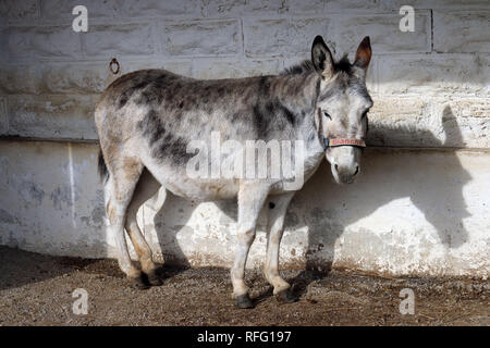 Femme Donkey À Donkey Rescue Banque D'Images