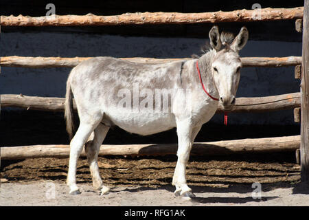 Femme Donkey À Donkey Rescue Banque D'Images