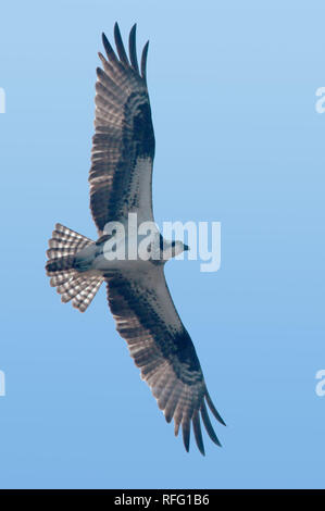 Osprey (fish hawk ou poisson eagle) Hastings de l'Ontario Banque D'Images