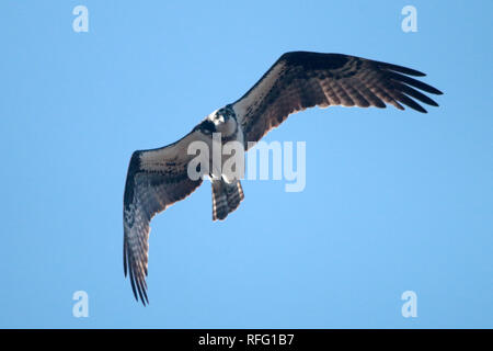 Osprey (fish hawk ou poisson eagle) Hastings de l'Ontario Banque D'Images