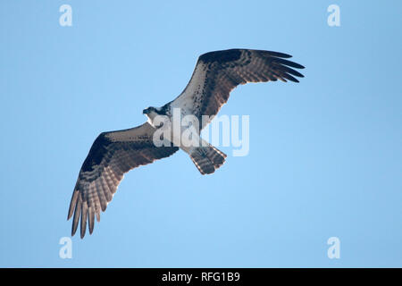 Osprey (fish hawk ou poisson eagle) Hastings de l'Ontario Banque D'Images