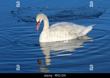 Cygne muet près du lac Ontario Canada Banque D'Images