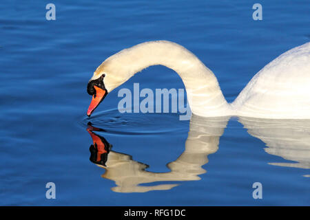 Cygne muet près du lac Ontario Canada Banque D'Images