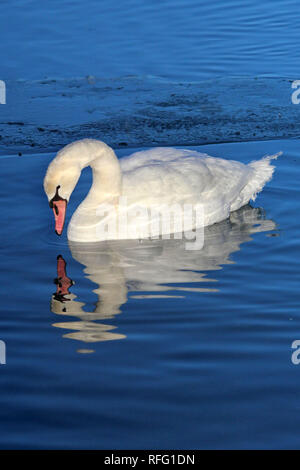 Cygne muet près du lac Ontario Canada Banque D'Images