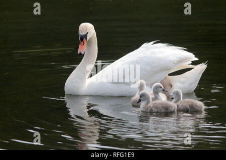 Les parents et les cygnets muet les cygnes dans la nature resrve Banque D'Images