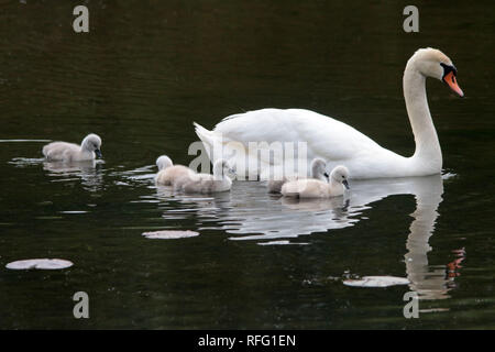 Couper Les Cygnets Swans Banque D'Images