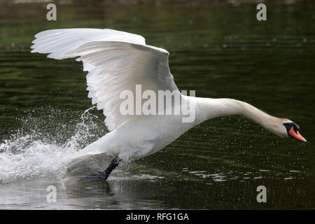 Le mâle Mute Swan agressif au sujet des droits de reproduction Banque D'Images