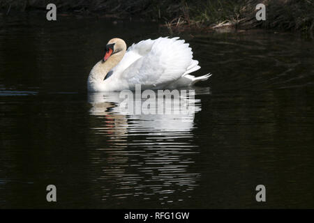 Le mâle Mute Swan agressif au sujet des droits de reproduction Banque D'Images