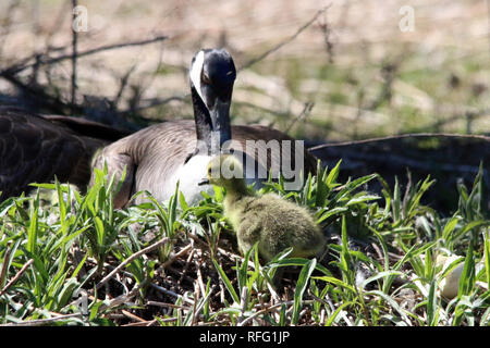Canada Goose avec les poussins Banque D'Images