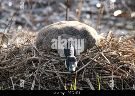 La nidification de la Bernache du Canada Banque D'Images