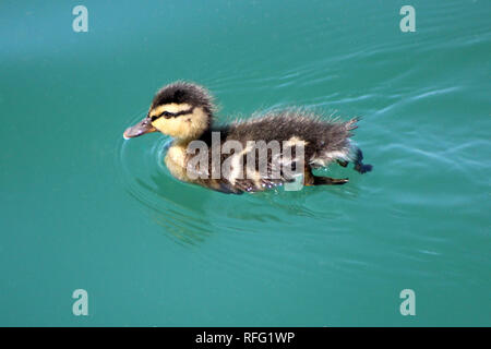 Bébé Mallard nager le jour d'été dans le lac Banque D'Images