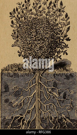 . Catalogue de semences annuelles : 1900. Omaha Nebraska de pépinière ; Catalogues Catalogues de graines de fleurs Graines de légumes, graines de graminées ; Catalogues Catalogues ; Matériel et fournitures de jardinage Catalogues. 28 LE NEBRASKA Seed Co., Omaha, NEB. La luzerne et le foin de luzerne, la plus grandiose ET VERT PLANTE FOURRAGÈRE à présent.. La luzerne. Semer tôt, de 20 à 30 lb de semence à raison de 10 à 12 livres de graines par acre. Ce je de plusieurs échecs dans l'obtention d'une bonne position. Je me lève et disposent d'une magnifique qualité du foin. Couper lorsque en pleine floraison, en râteau winrow est mort, sont enclins à tomber, puis jeter dans les pieux, 60 lbs de poids o Banque D'Images