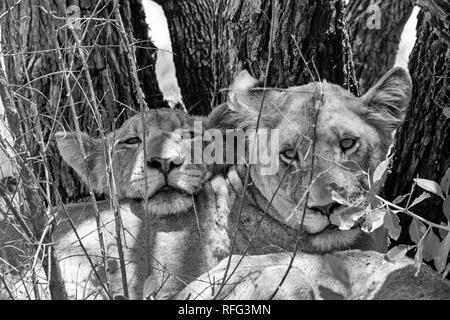Une paire de des lionceaux d'éviter la chaleur de la journée à l'ombre d'un arbre Banque D'Images