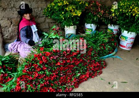 Harvest Astromelias lys - communauté paysanne dans Humacchuco - Parc National Huascaran. Département d'Ancash au Pérou. Banque D'Images