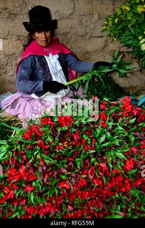 Harvest Astromelias lys - communauté paysanne dans Humacchuco - Parc National Huascaran. Département d'Ancash au Pérou. Banque D'Images