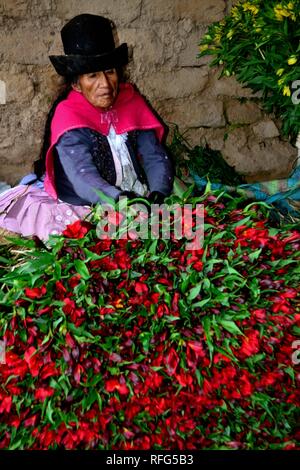 Harvest Astromelias lys - communauté paysanne dans Humacchuco - Parc National Huascaran. Département d'Ancash au Pérou. Banque D'Images