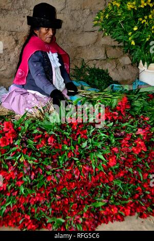 Harvest Astromelias lys - communauté paysanne dans Humacchuco - Parc National Huascaran. Département d'Ancash au Pérou. Banque D'Images