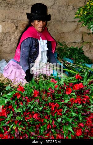 Harvest Astromelias lys - communauté paysanne dans Humacchuco - Parc National Huascaran. Département d'Ancash au Pérou. Banque D'Images