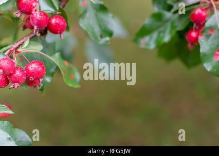 Une vue rapprochée de crabe rouge humide Apple Tree Fruit on a rainy day pans sur le haut. Banque D'Images