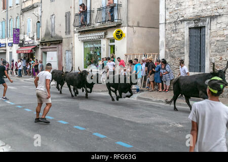 Specators taureaux chasing down street dans le rapport annuel de taureaux fête, Saint Gilles, Gard, France Banque D'Images