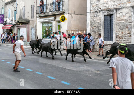 Specators taureaux chasing down street dans le rapport annuel de taureaux fête, Saint Gilles, Gard, France Banque D'Images