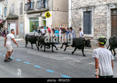 Specators taureaux chasing down street dans le rapport annuel de taureaux fête, Saint Gilles, Gard, France Banque D'Images