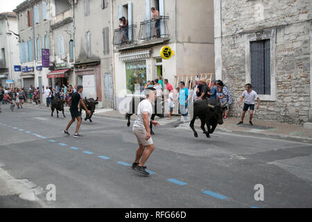 Specators taureaux chasing down street dans le rapport annuel de taureaux fête, Saint Gilles, Gard, France Banque D'Images