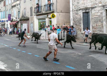 Specators taureaux chasing down street dans le rapport annuel de taureaux fête, Saint Gilles, Gard, France Banque D'Images