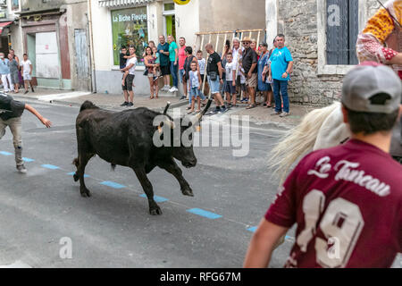 Taureau de Camargue le long de la rue fête annuelle de taureaux, Saint Gilles, Gard, France Banque D'Images