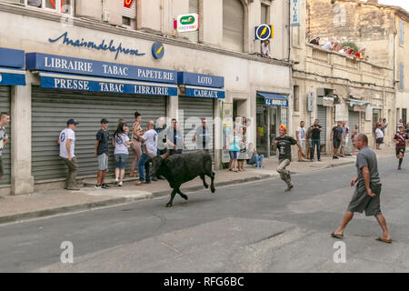 Taureau de Camargue le long de la rue fête annuelle de taureaux, Saint Gilles, Gard, France Banque D'Images