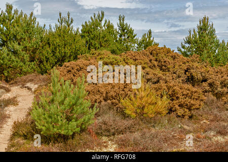 Côte de MORAY ECOSSE FINDHORN MOURIR MORT L'ajonc ET DES SAPINS EN RAISON DU MANQUE D'EAU OU LA PLUIE DE L'ÉTÉ 2018 Banque D'Images