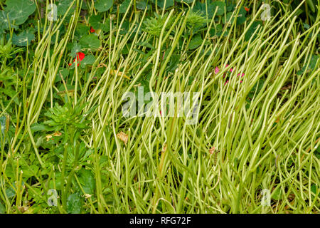 Capucine Tropaeolum FEUILLES ET PLANTES consommées et détruites par les chenilles DE PAPILLON Piéride du chou Pieris rapae Banque D'Images