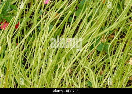 Capucine Tropaeolum FEUILLES ET PLANTES CONSOMMÉES PAR LES CHENILLES DE PAPILLON Piéride du chou Pieris rapae Banque D'Images