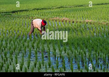 Riziculteur au travail dans le champ de riz, Bali, Indonésie Banque D'Images