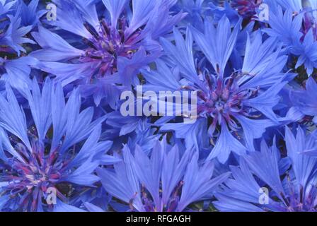 Plantes médicinales bleuet (centaurea cyanus) Banque D'Images