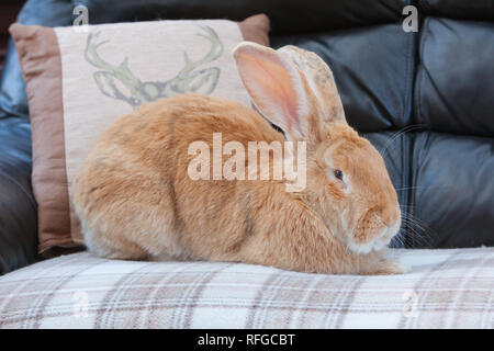 Un lapin géant flamand vivant à l'intérieur Banque D'Images