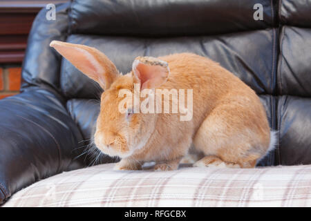 Un lapin géant flamand vivant à l'intérieur Banque D'Images