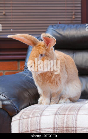 Un lapin géant flamand vivant à l'intérieur Banque D'Images